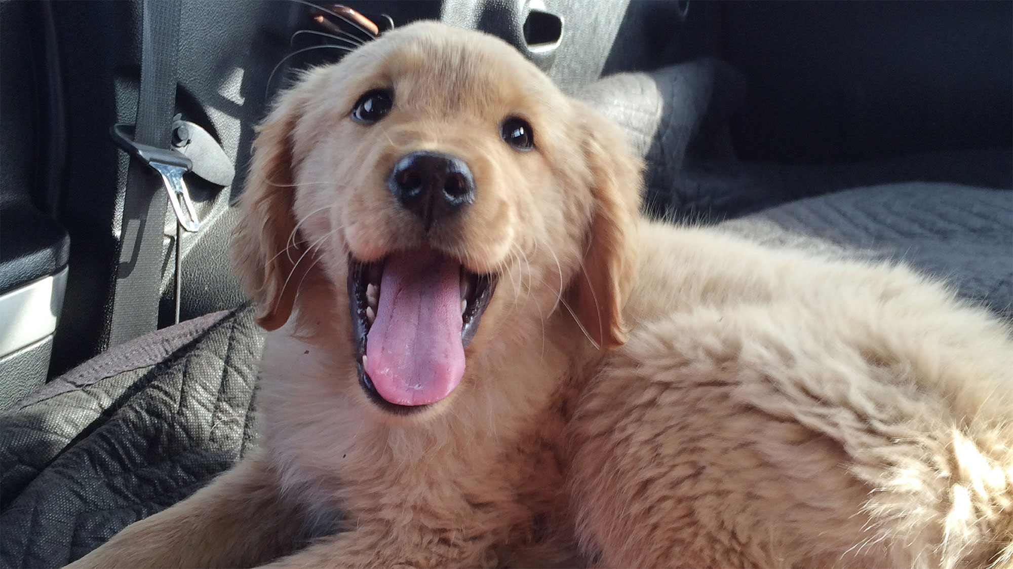 Phoebe Buffay the Golden Retriever - VCA Voice Blog Post